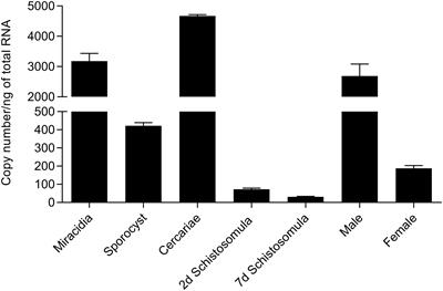 Schistosoma mansoni FES Tyrosine Kinase Involvement in the Mammalian Schistosomiasis Outcome and Miracidia Infection Capability in Biomphalaria glabrata